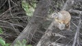 Beechey ground squirrel, common in California, Pacific coast, USA. Funny behavior of cute gray wild rodent. Small amusing animal