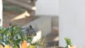 Beechey ground squirrel, common in California, Pacific coast, USA. Funny behavior of cute gray wild rodent. Small amusing animal