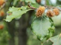 Beechnut with green leaves isolated on bokeh background. Beech in autumn