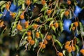 Beechnut hanging on a branch of a beech tree, also called Fagus sylvatica or Buchecker