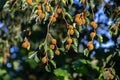 Beechnut hanging on a branch of a beech tree, also called Fagus sylvatica or Buchecker