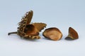 Beechnut with husk Royalty Free Stock Photo