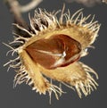 Beechnut isolated on dark background. Beech fruit. Close up. Macro