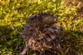 Beechnut shell on forest soil