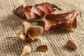 Beechnuts a pod with four nuts and two leaves Royalty Free Stock Photo