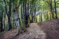 Beechwood in Bieszczady Mountains, Poland