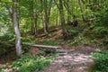 Beechwood in Bieszczady Mountains