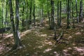 Beechwood in Bieszczady Mountains