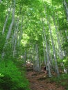 Beechwood forest Royalty Free Stock Photo