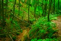 Beechwood forest. Beech Fagion sylvaticae trees growing in woodland. Royalty Free Stock Photo