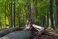 Beechwood forest with fresh green and fallen trees