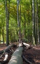 Beechwood forest with fresh green and fallen trees