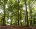 Beechwood forest near Kleve Royalty Free Stock Photo