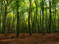 Beechwood forest on a sunny autumn day Royalty Free Stock Photo