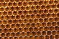 Beecomb texture close up Royalty Free Stock Photo