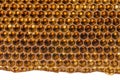 Beecomb texture close up Royalty Free Stock Photo