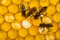 Beecombs with honey in the detail Royalty Free Stock Photo