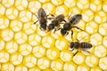 beecombs texture with bees Royalty Free Stock Photo