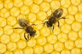 Beecombs texture with bees Royalty Free Stock Photo