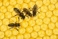 Beecombs texture with bees Royalty Free Stock Photo