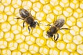 Beecombs texture with bees Royalty Free Stock Photo