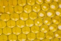 Beecombs texture in the detail Royalty Free Stock Photo