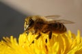 beee and dandelion flower