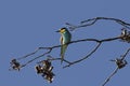 Beeeater on a branch