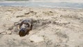 Someone abbandoned a beer bottle on the beach