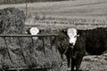 Beef animals eating hay at an outside feed manger Royalty Free Stock Photo