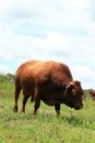 Beef bull
