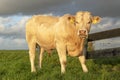 Beef bull calf, white, blonde d`aquitaine, stands on a meadow, next to a gate