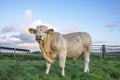 Beef bull, white, blonde d`aquitaine, stands on a meadow, next to a gate total shot