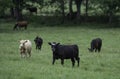 Beef calves in summer pasture Royalty Free Stock Photo