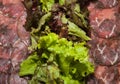 Beef carpaccio Royalty Free Stock Photo
