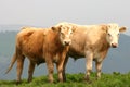 Beef Cattle