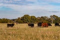 Beef cattle in autumn pasture Royalty Free Stock Photo