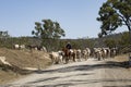 Beef cattle being moved by a stockman.