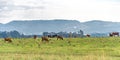 Beef cattle breeding and grazing field in southern Brazil