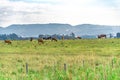 Beef cattle breeding and grazing field in southern Brazil