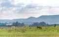 Beef cattle breeding and grazing field in southern Brazil