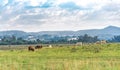 Beef cattle breeding and grazing field in southern Brazil