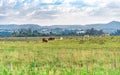 Beef cattle breeding and grazing field in southern Brazil