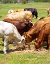 beef cattle brown and white calves