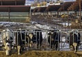 Beef Cattle on a Colorado Feedlot