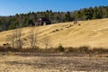 Beef Cattle Feeding on a Hillside Royalty Free Stock Photo