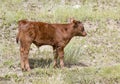 Beef Cattle in a Field Royalty Free Stock Photo