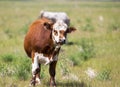 Beef Cattle in a Field Royalty Free Stock Photo