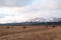 Beef Cattle in front of Mountains Royalty Free Stock Photo