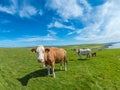 Cows on Marwick Head , Orkney